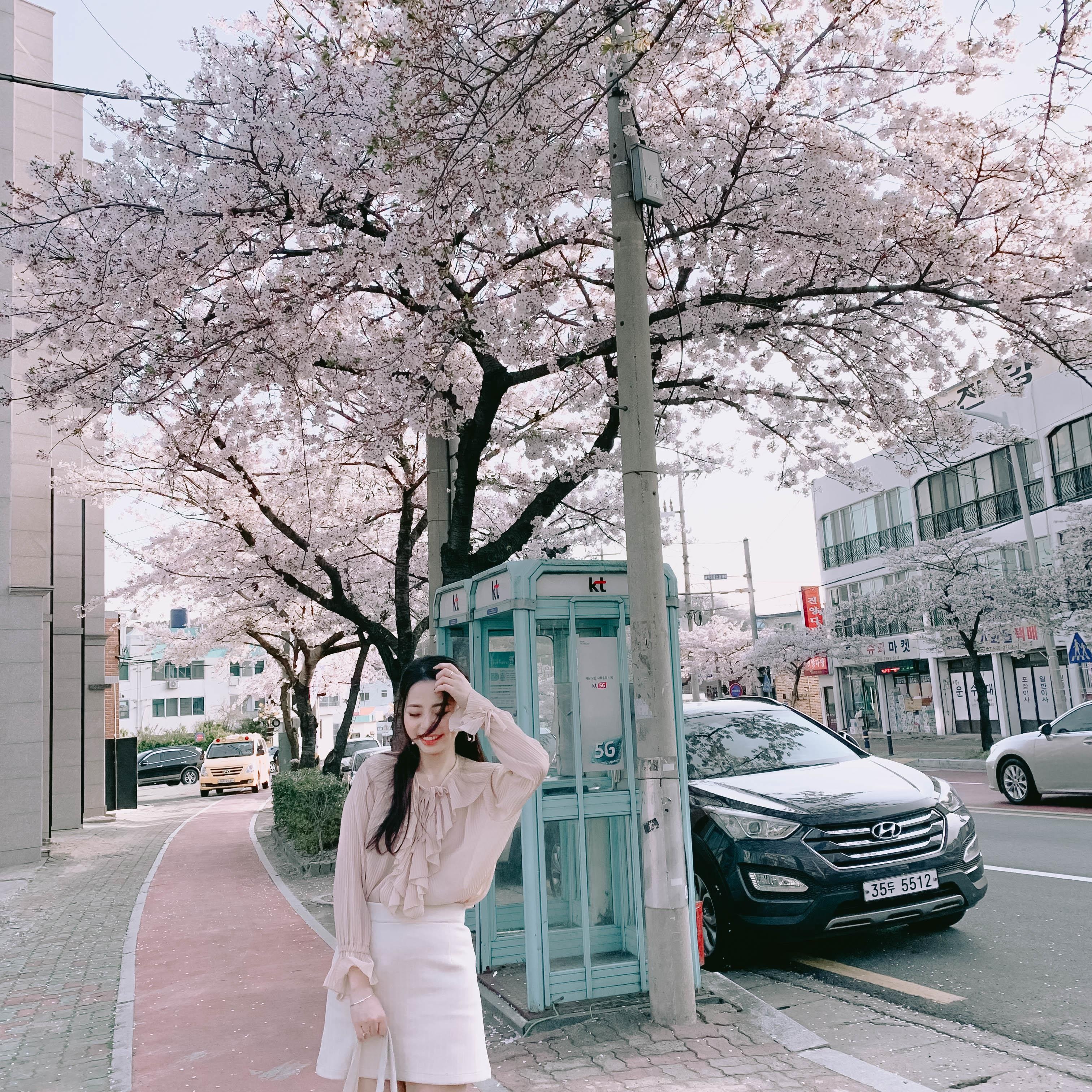 Hoa anh dao Han Quoc anh 19