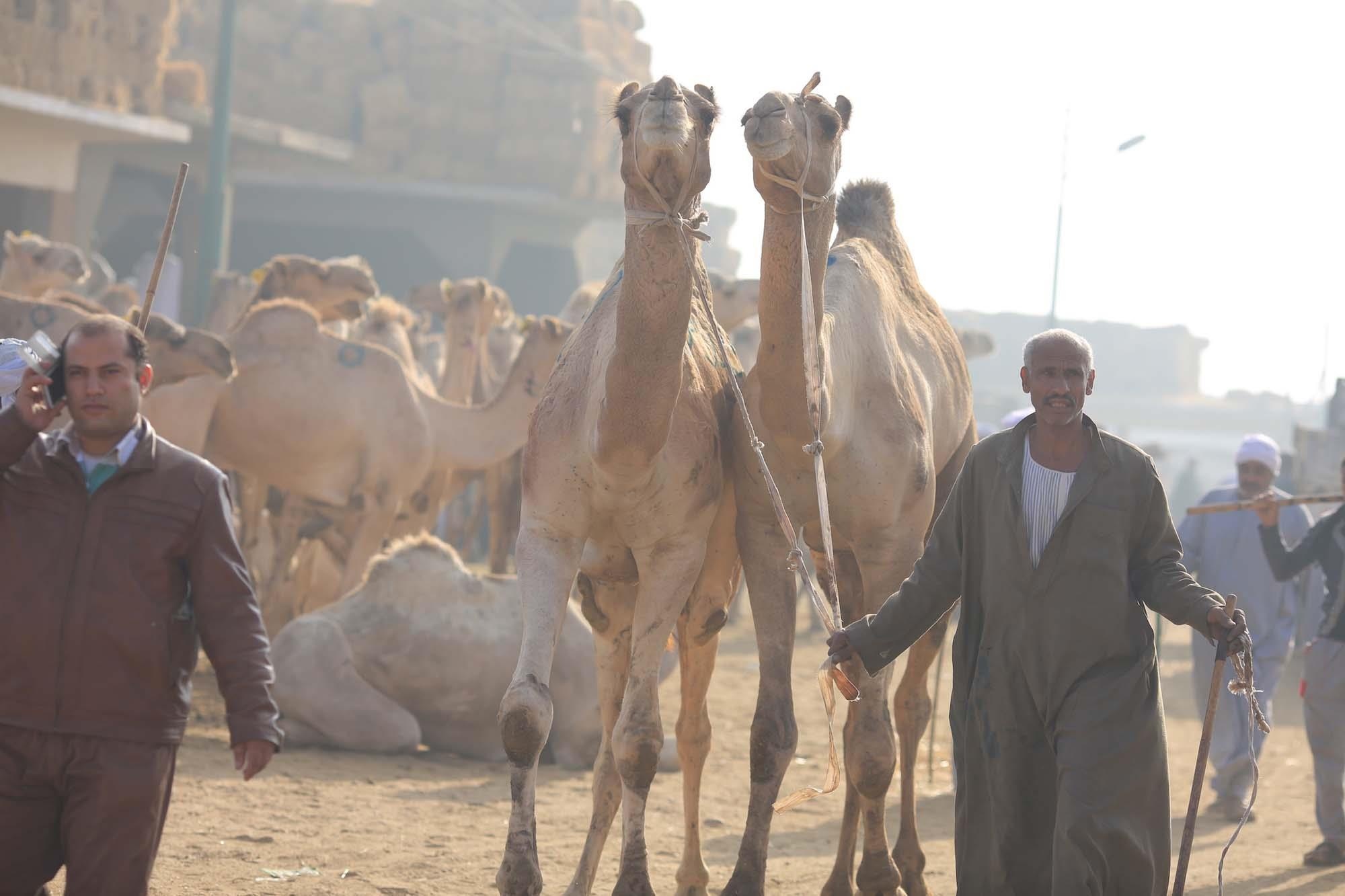 Kim tu thap Ai Cap anh 15