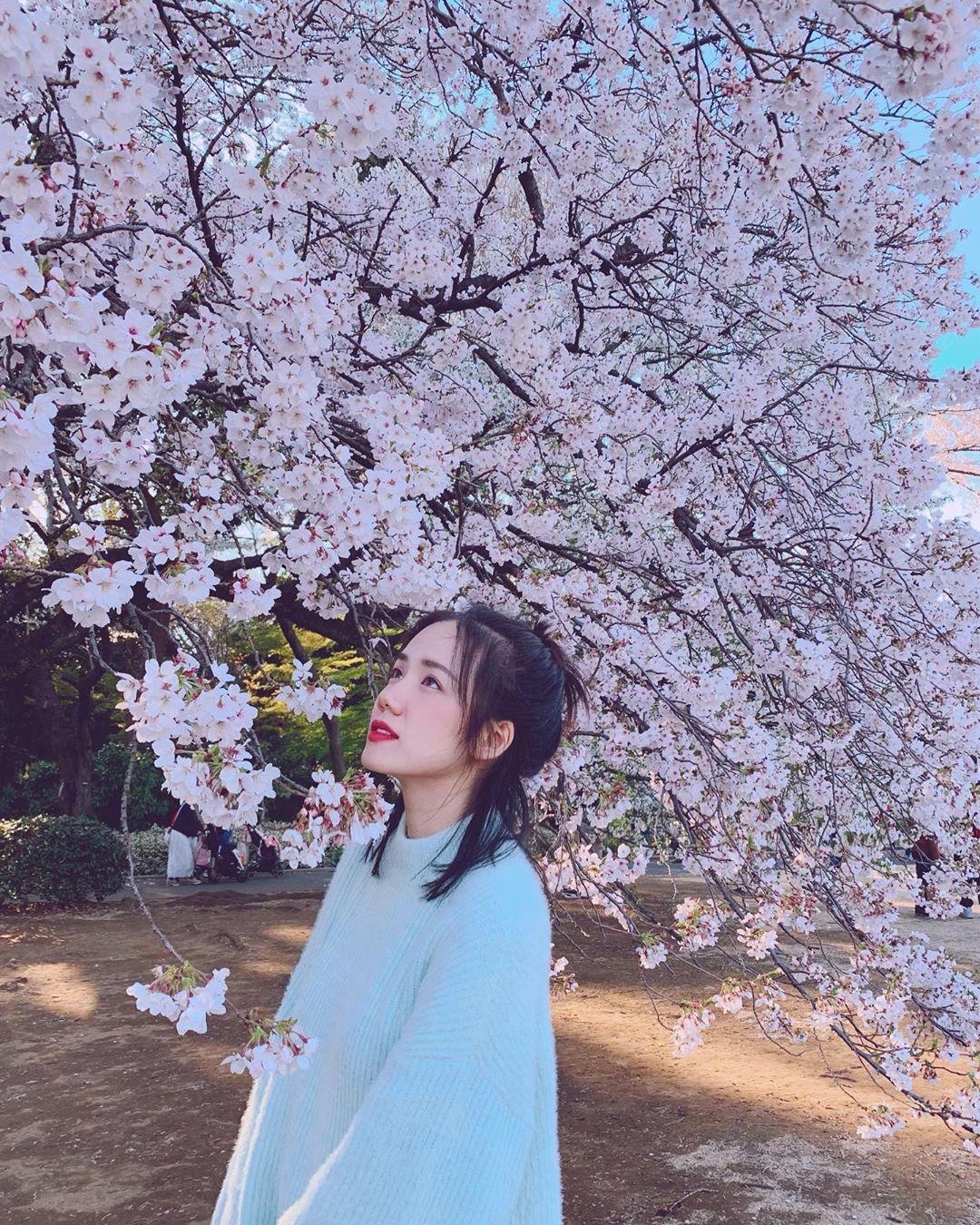 Hoa anh dao Nhat Ban anh 1