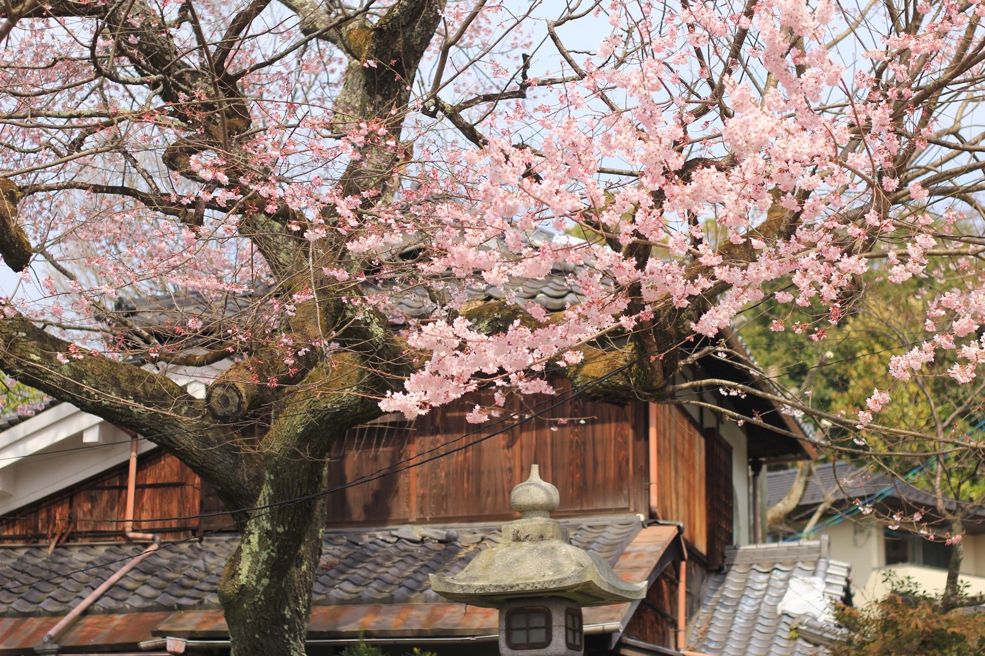 Ngam hoa anh dao Nhat Ban anh 1