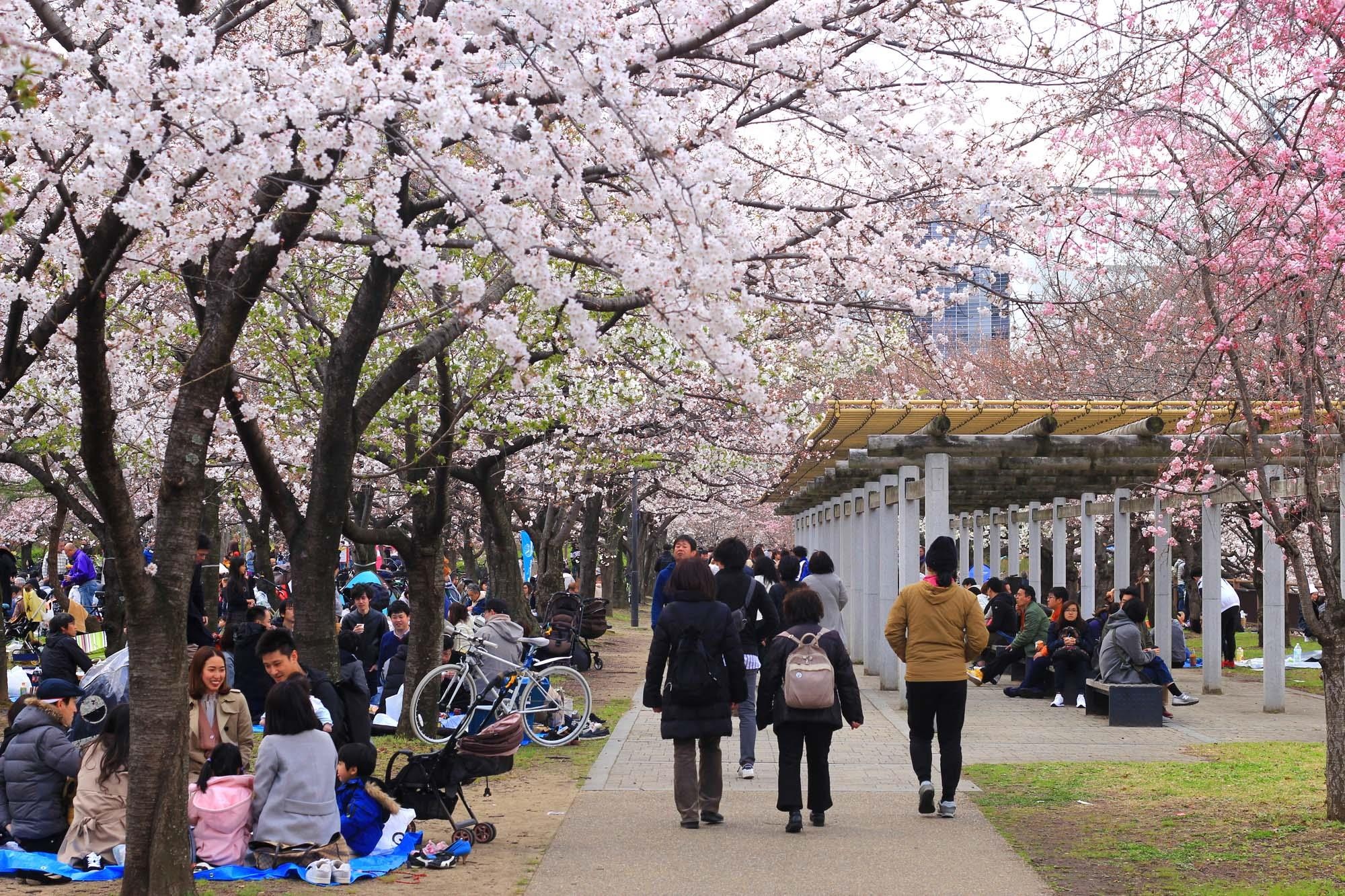 Ngam hoa anh dao Nhat Ban anh 13