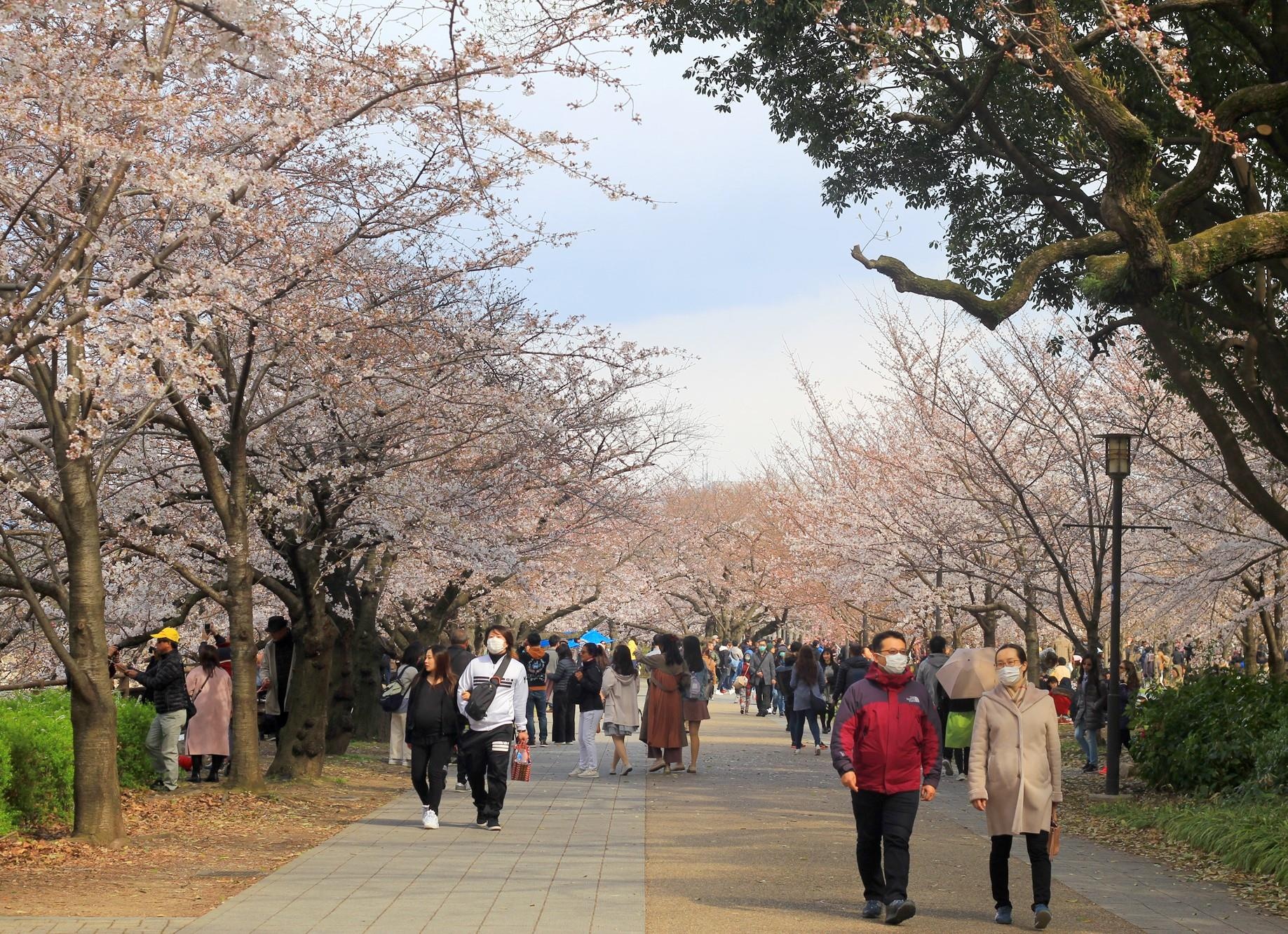 Ngam hoa anh dao Nhat Ban anh 2