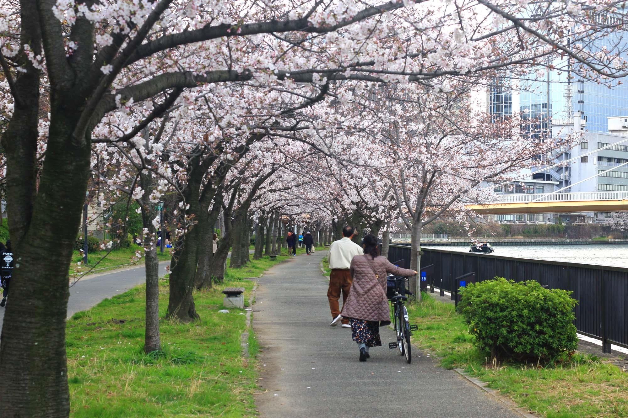Ngam hoa anh dao Nhat Ban anh 6