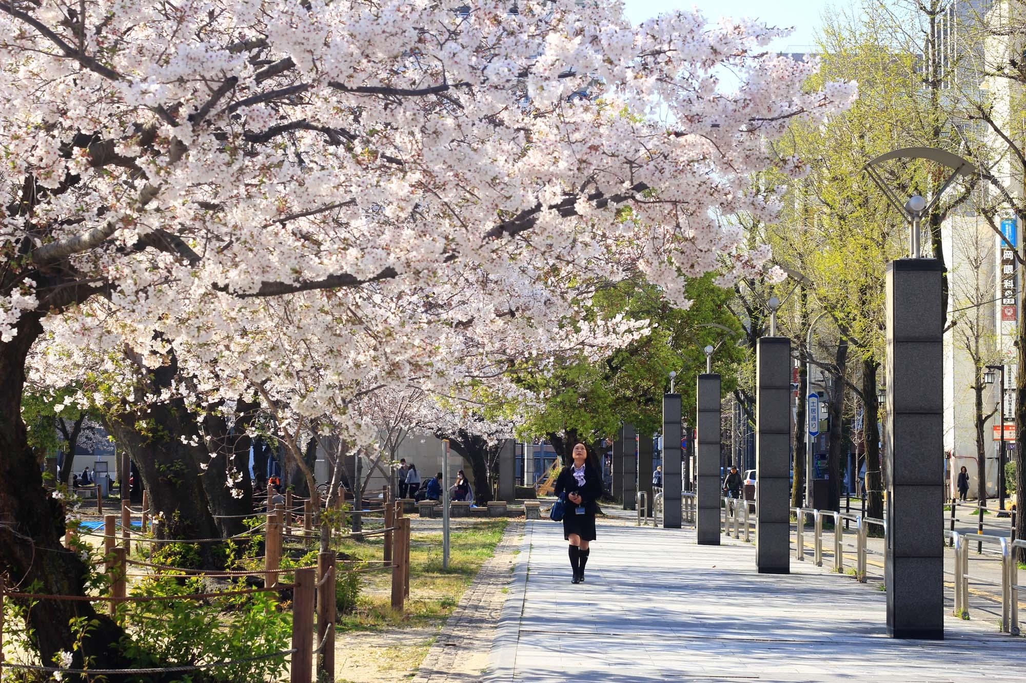 Ngam hoa anh dao Nhat Ban anh 8