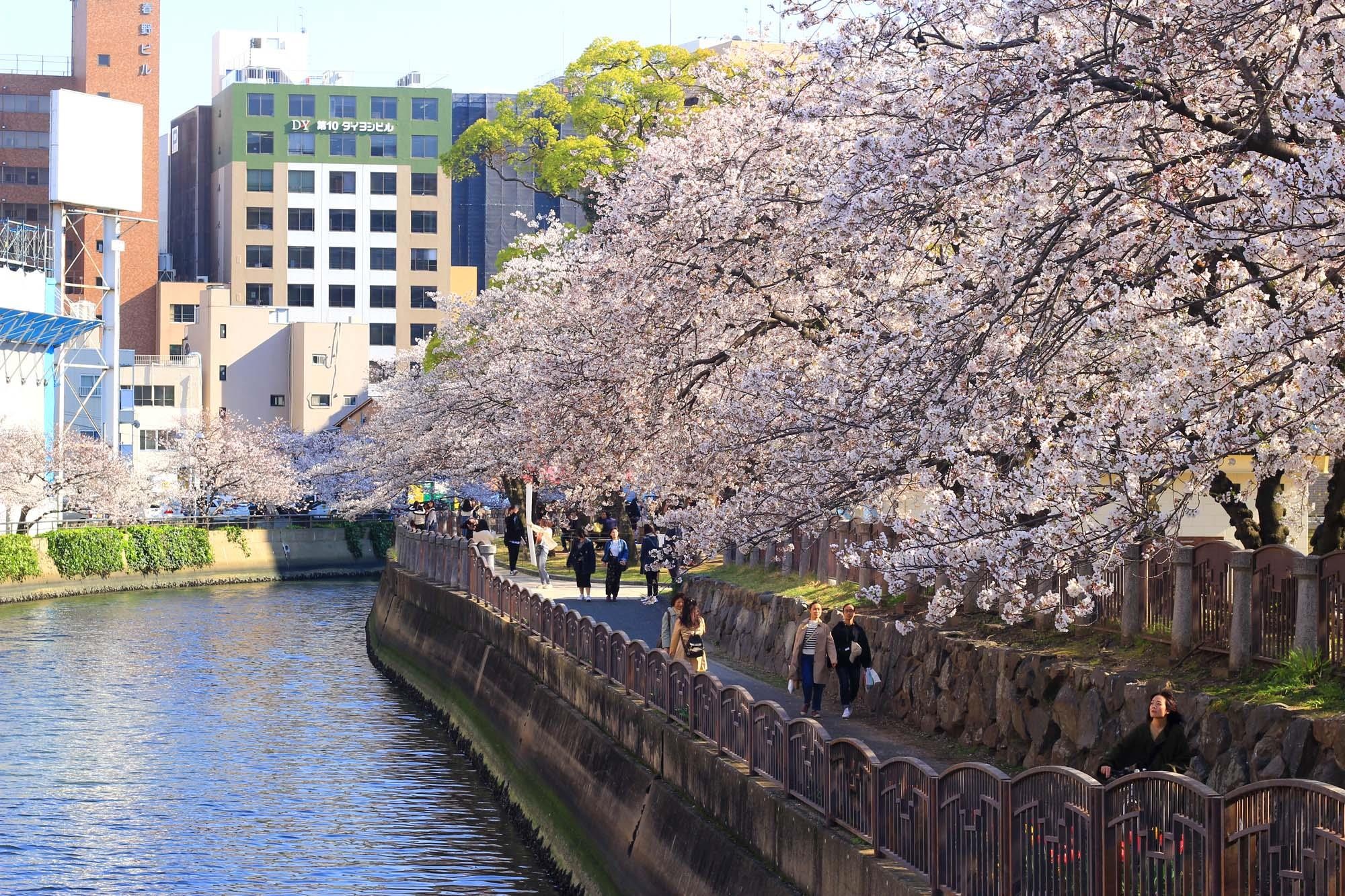 Ngam hoa anh dao Nhat Ban anh 4