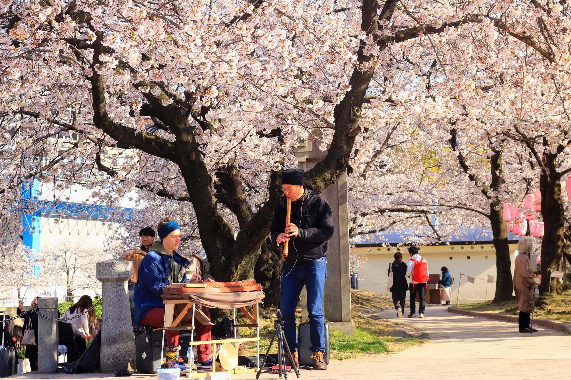 Ngam hoa anh dao Nhat Ban anh 14