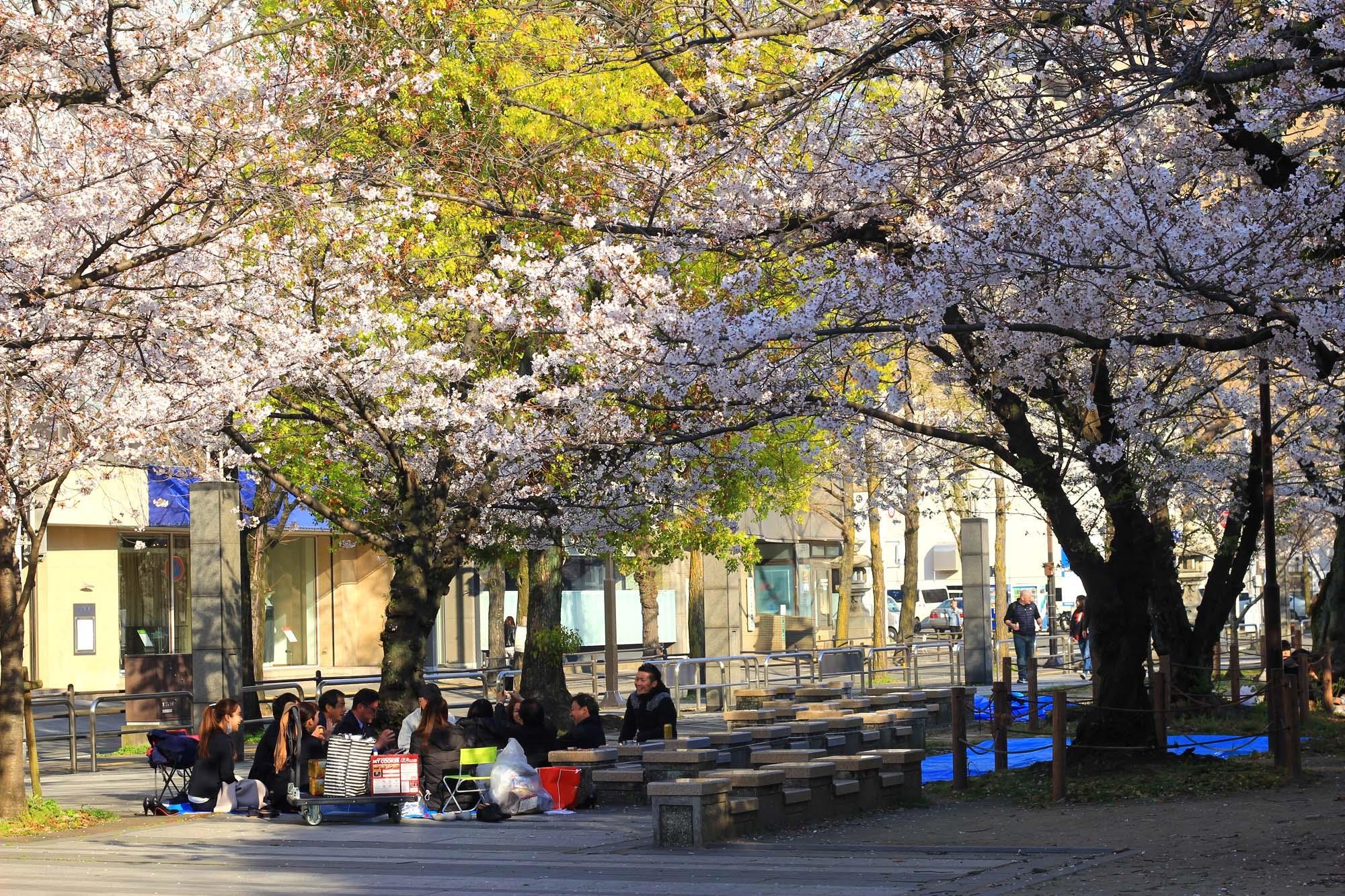 Ngam hoa anh dao Nhat Ban anh 20