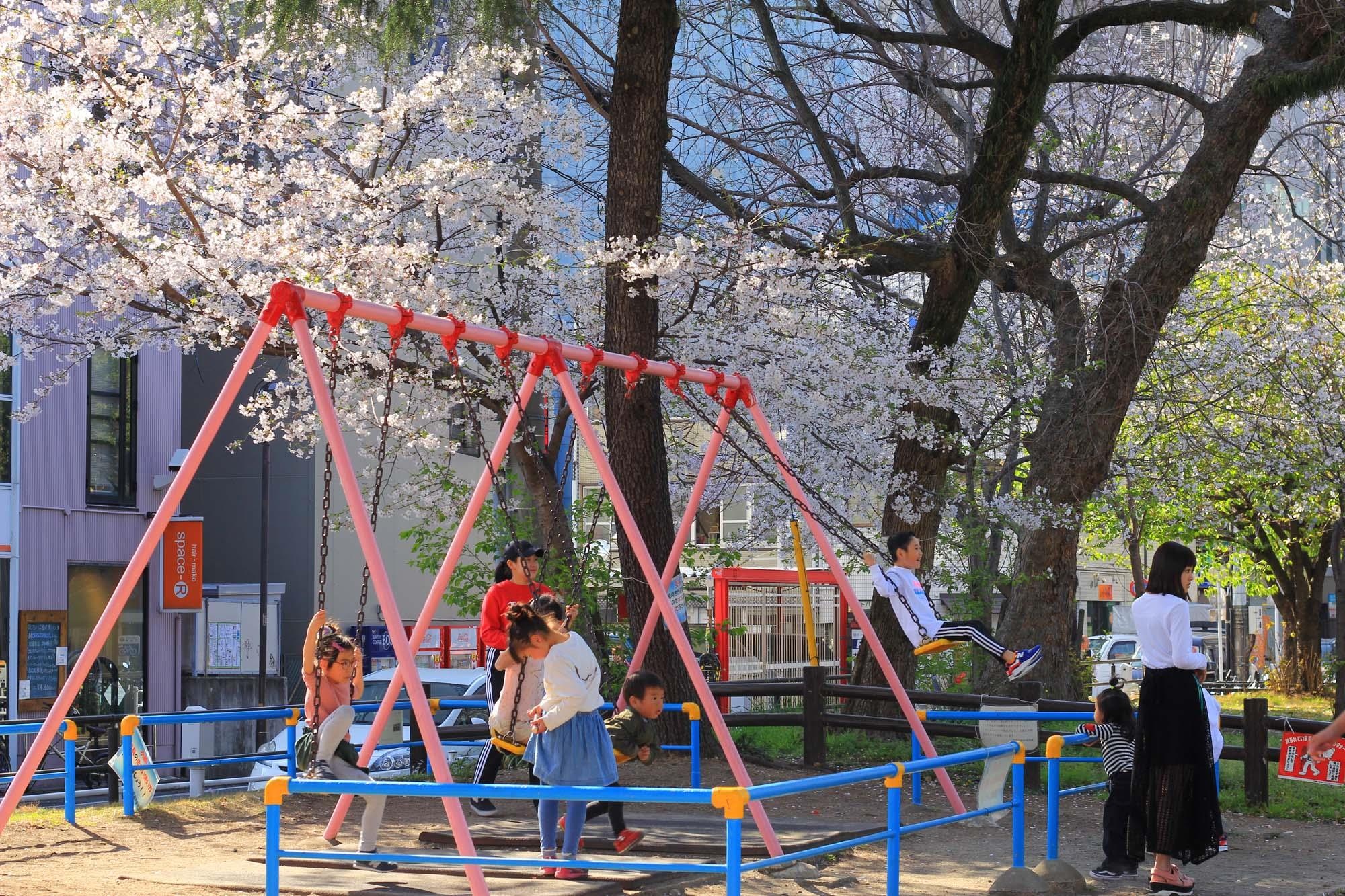 Ngam hoa anh dao Nhat Ban anh 23