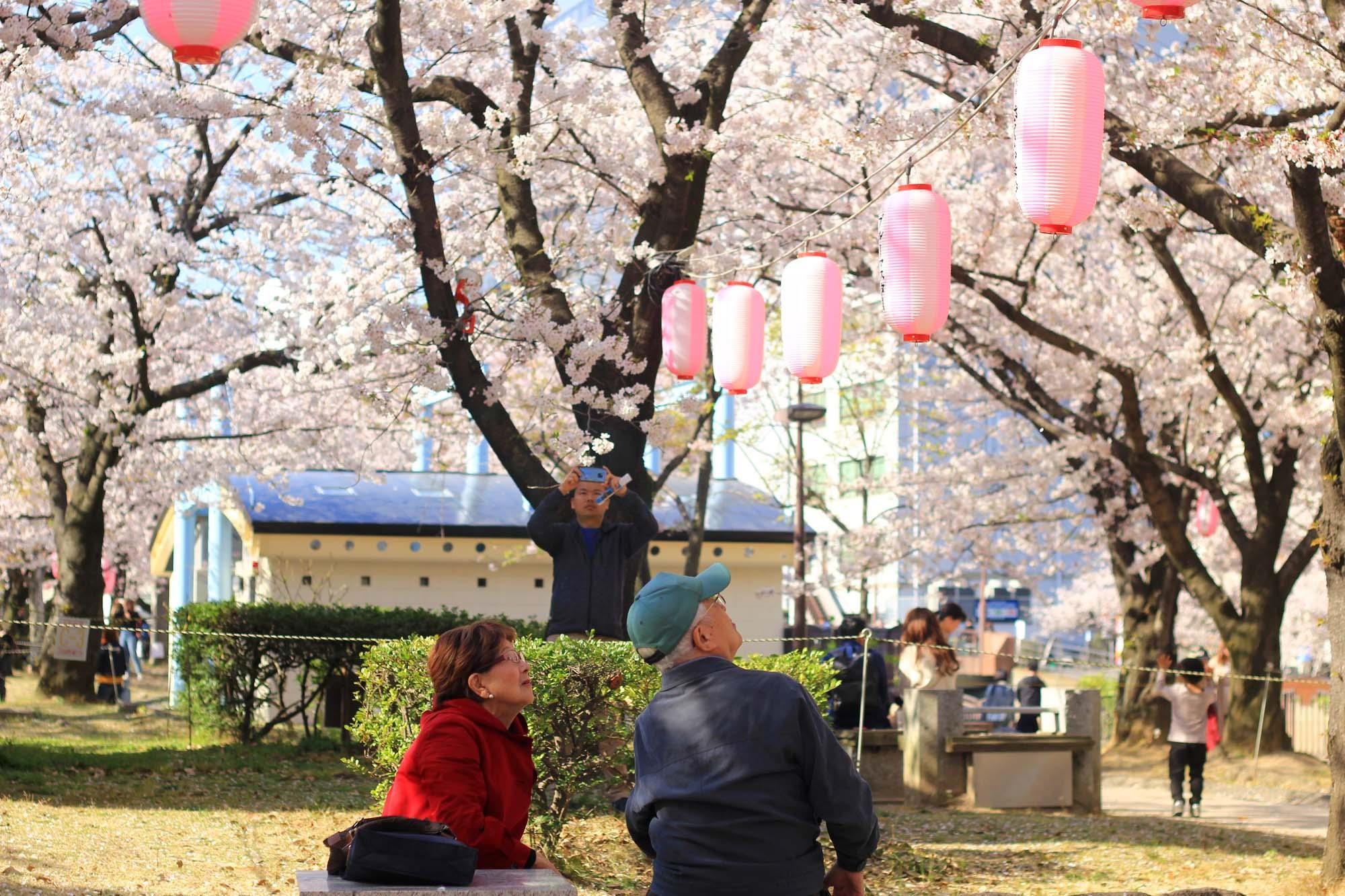 Ngam hoa anh dao Nhat Ban anh 18
