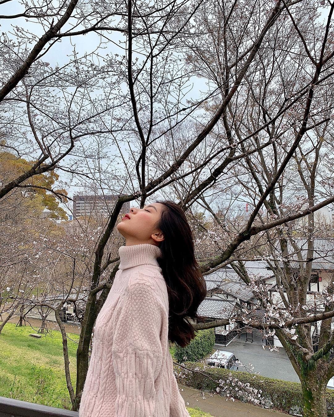 Hoa anh dao Nhat Ban anh 6