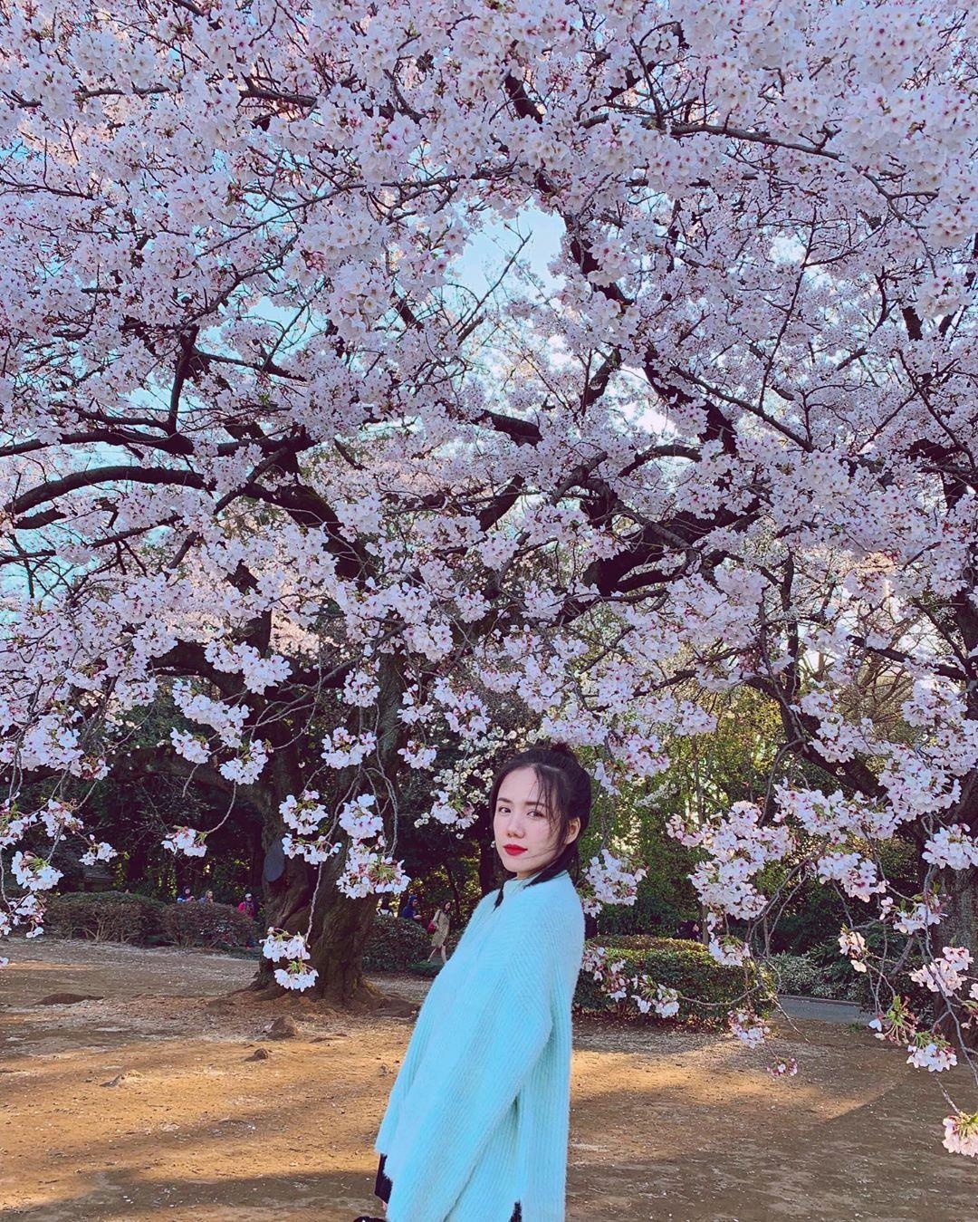 Hoa anh dao Nhat Ban anh 2