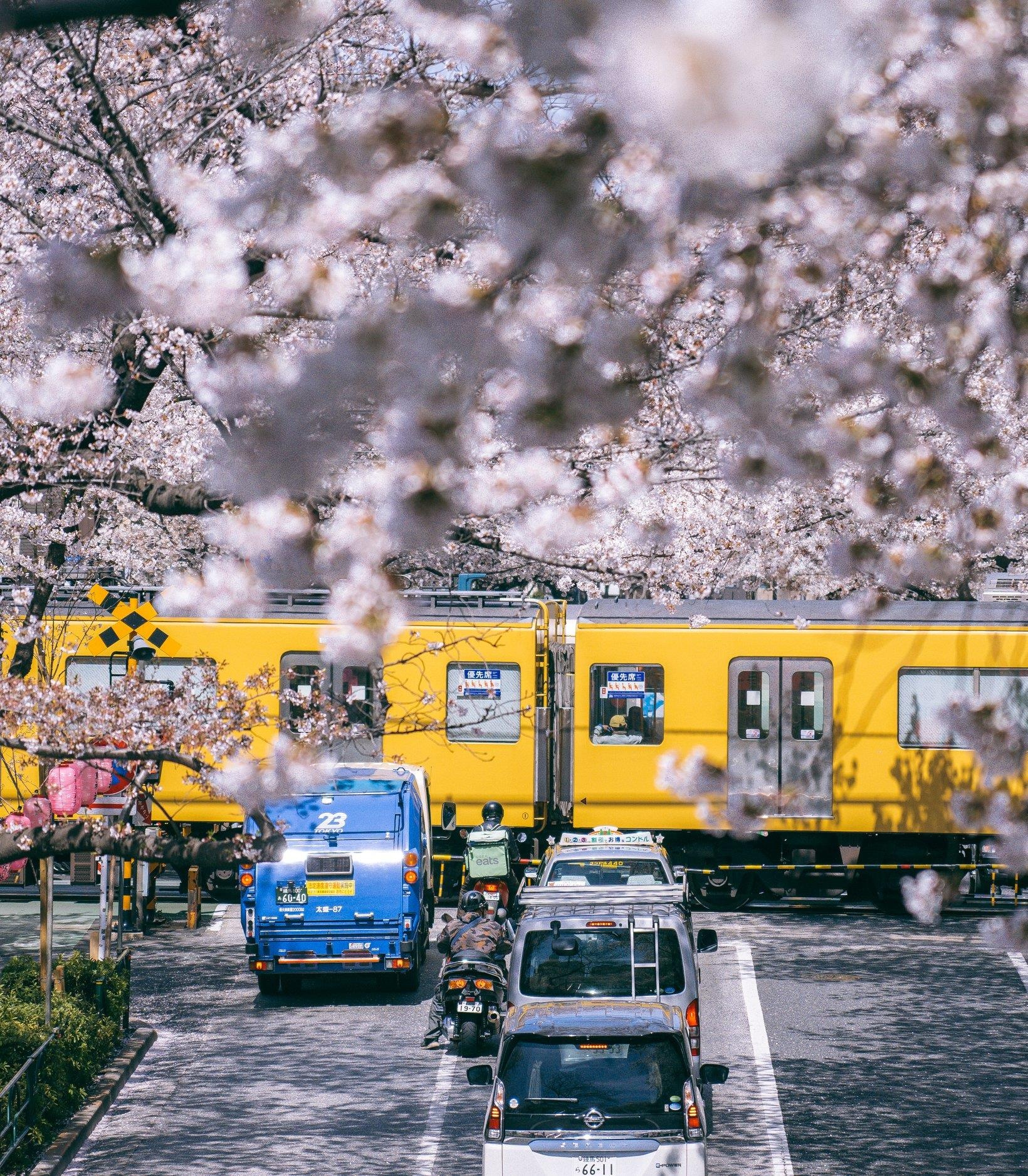 Hoa anh dao Nhat Ban anh 9