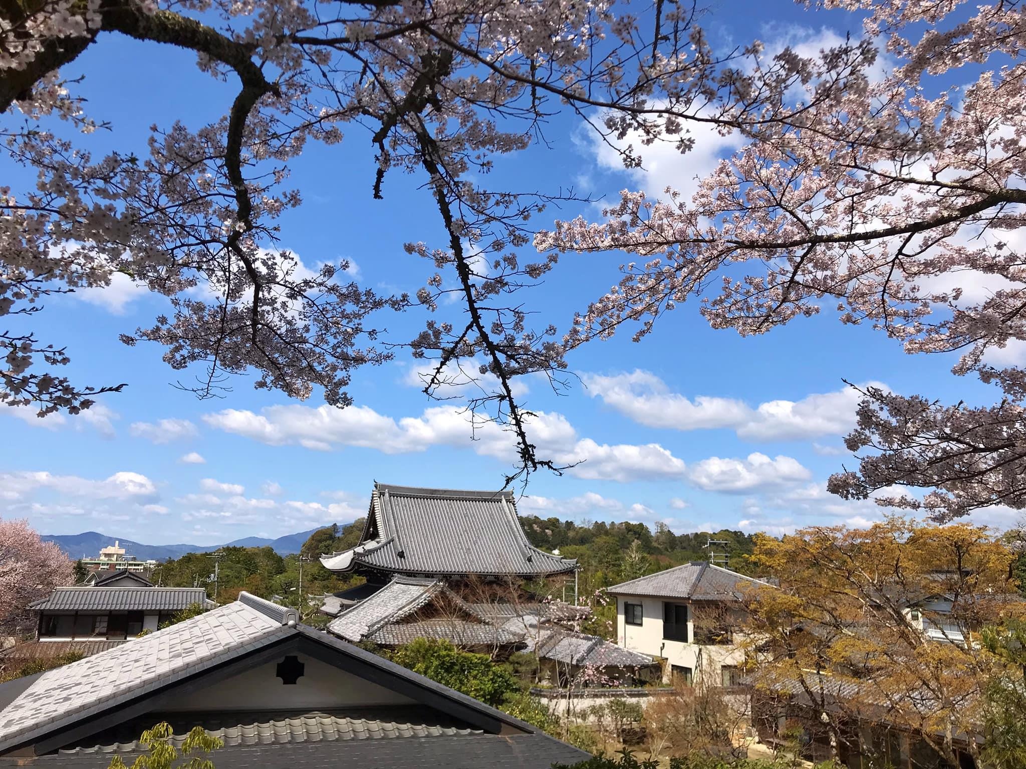 Hoa anh dao Nhat Ban anh 12