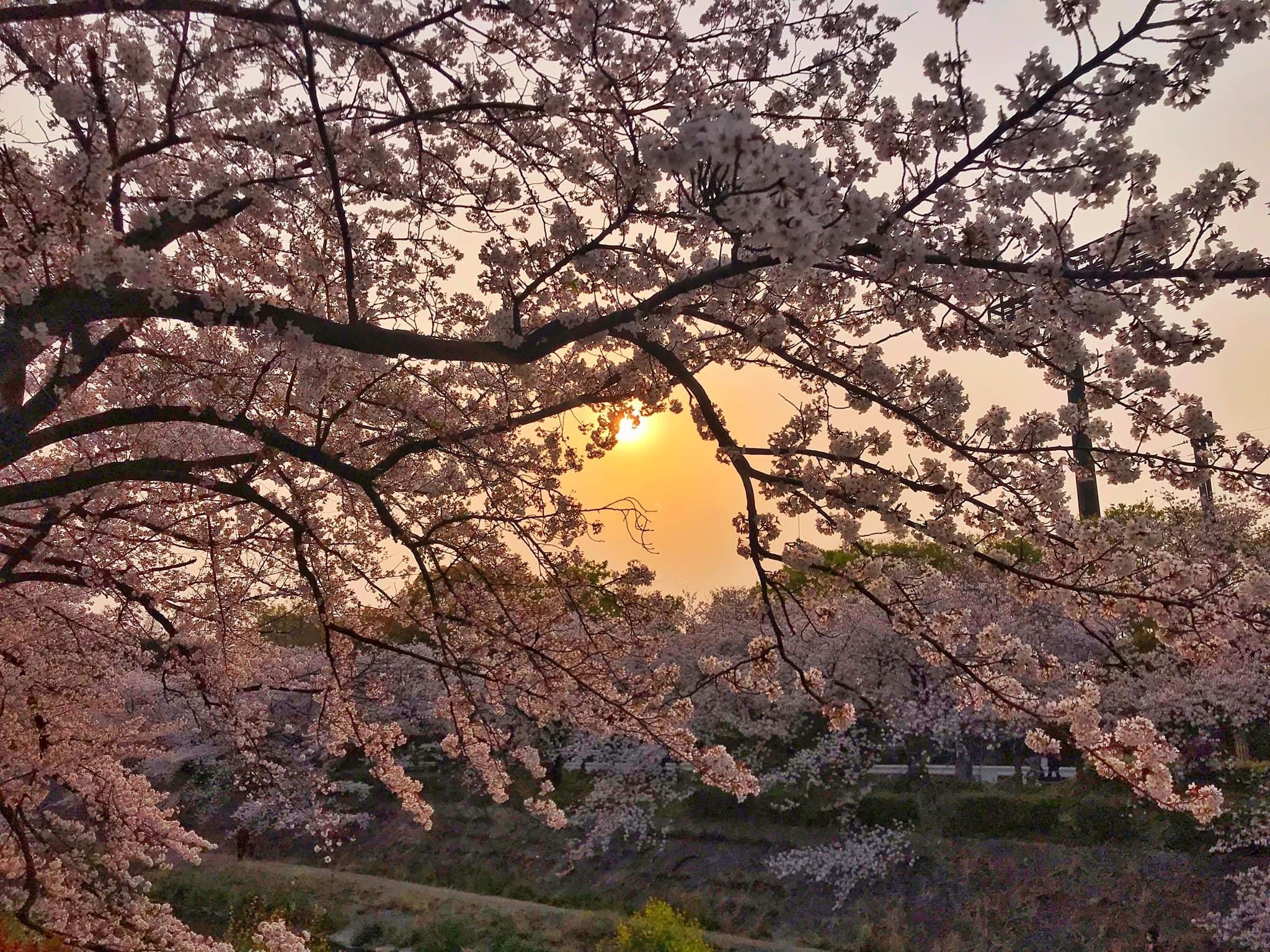 Hoa anh dao Nhat Ban anh 11