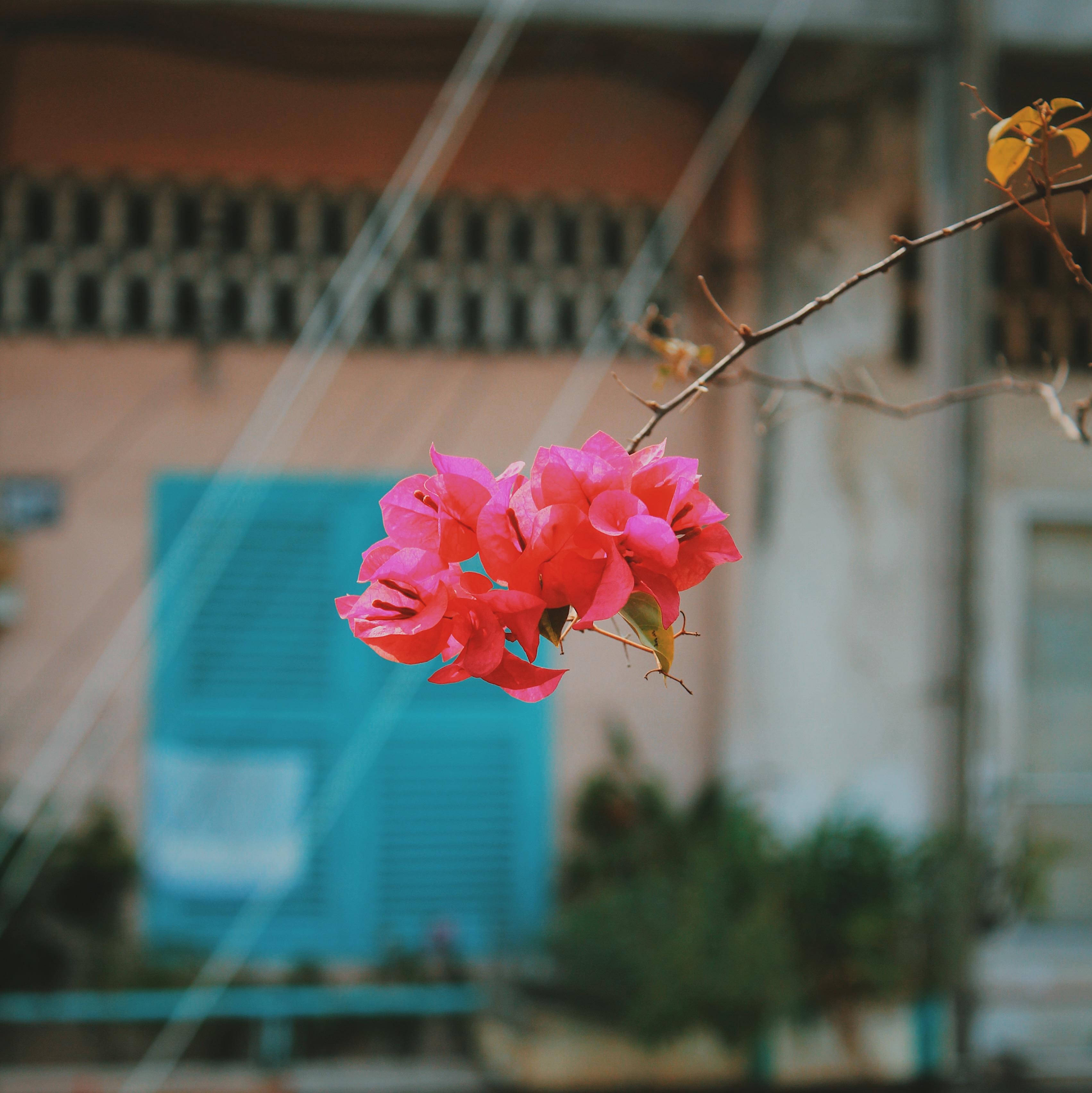 Pho nguoi Hoa Sai Gon anh 3