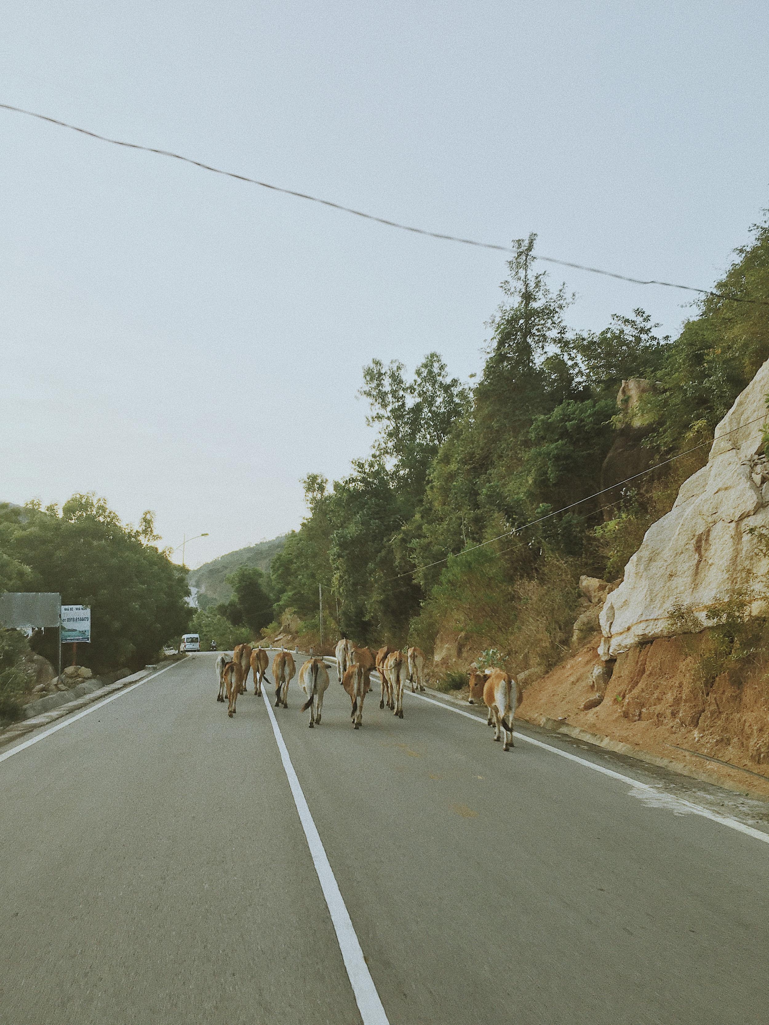 Du lich dao Binh Hung anh 13