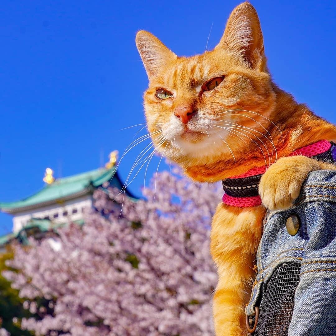 Meo phuot khap Nhat Ban anh 7