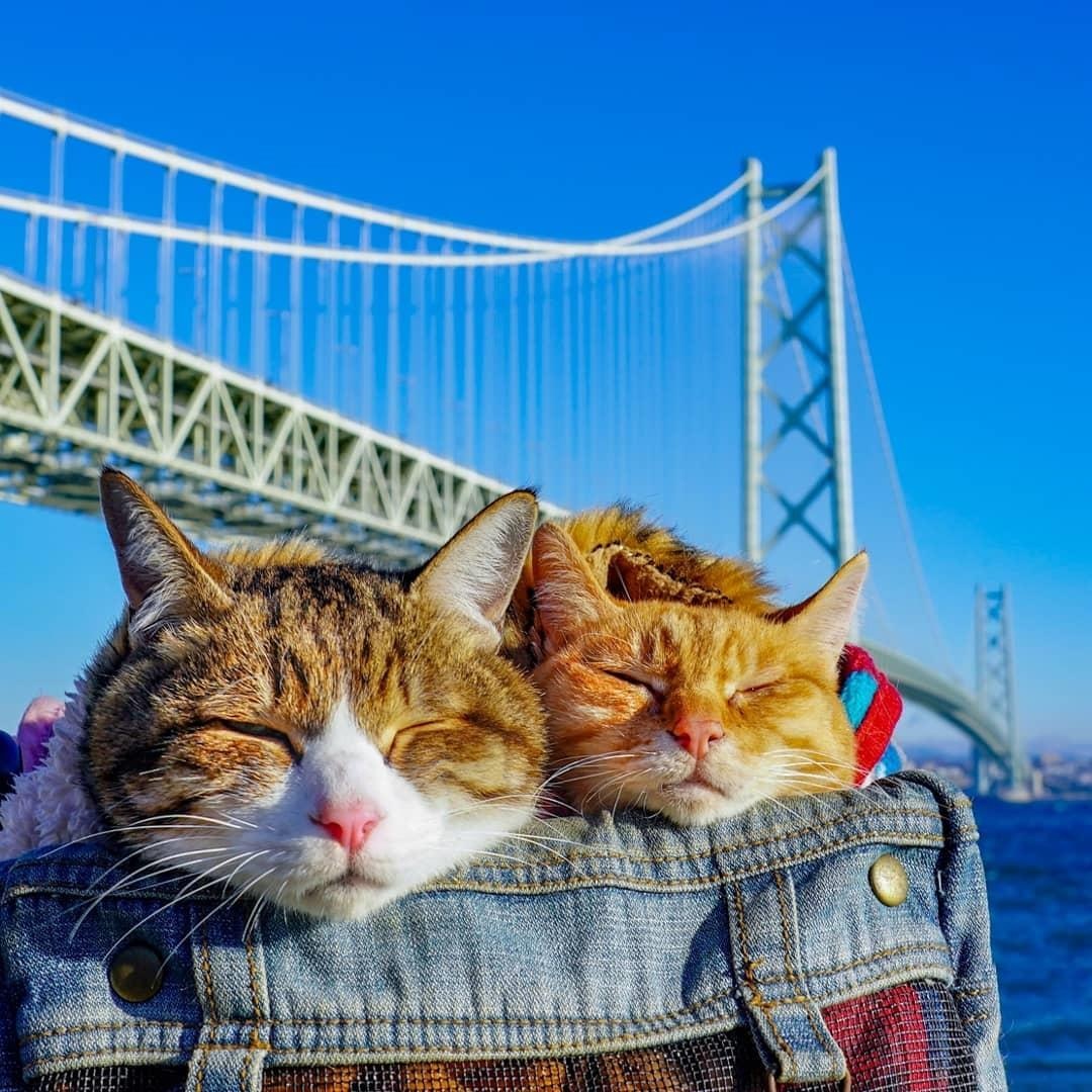 Meo phuot khap Nhat Ban anh 5