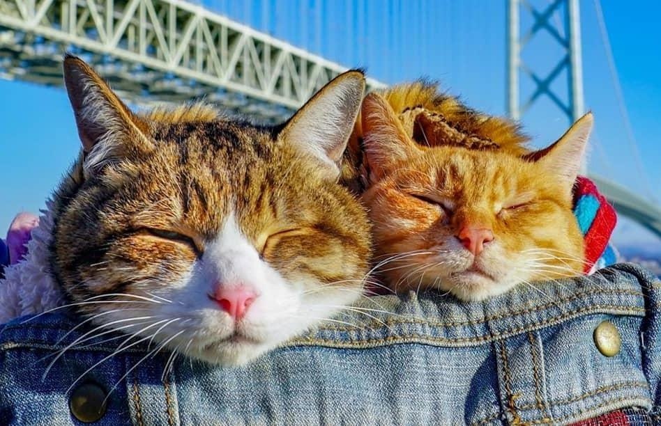 Hinh song ao doc dao cua 2 con meo beo phuot khap Nhat Ban hinh anh