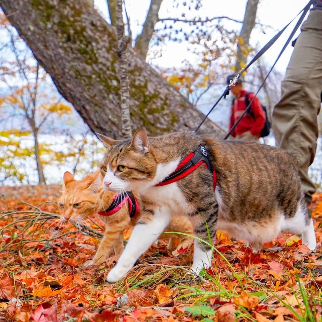 Meo phuot khap Nhat Ban anh 10