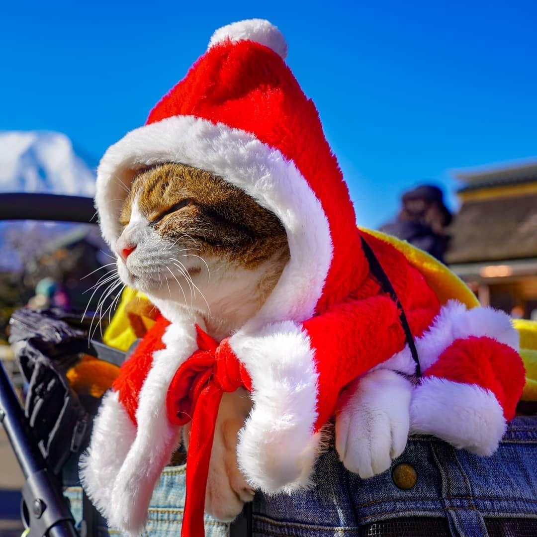 Meo phuot khap Nhat Ban anh 11