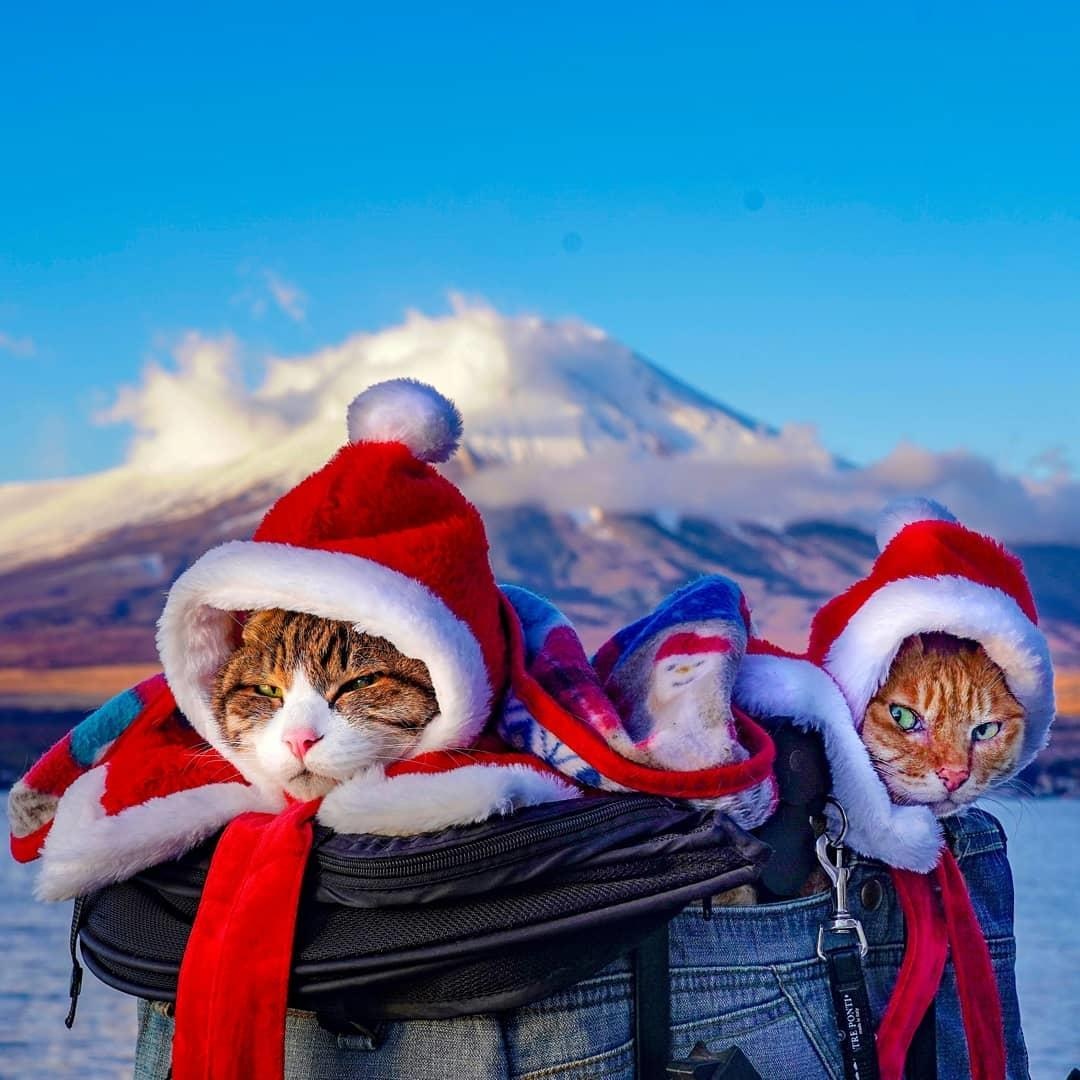 Meo phuot khap Nhat Ban anh 13