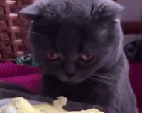 Dong vat phan ung ra sao khi ngui mui sau rieng? hinh anh