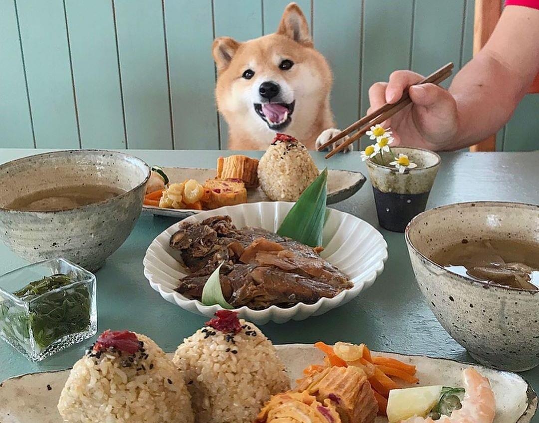 Cho shiba hau an bieu cam dang yeu ben nhung mon ngon Nhat Ban hinh anh