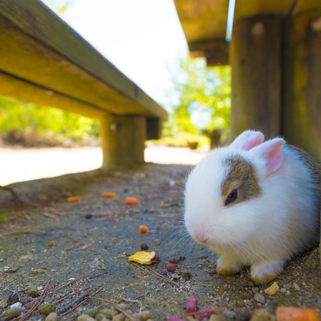 Dao tho Nhat Ban anh 8