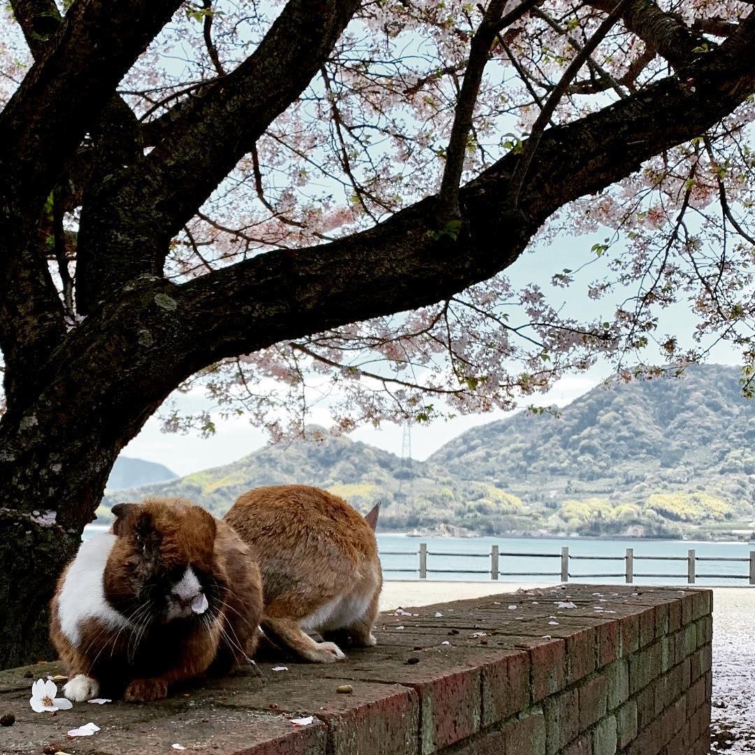 Dao tho Nhat Ban anh 5