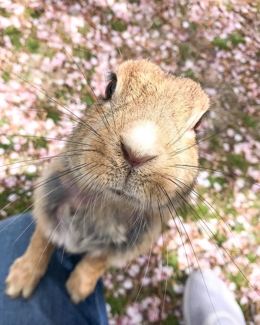 Dao tho Nhat Ban anh 6