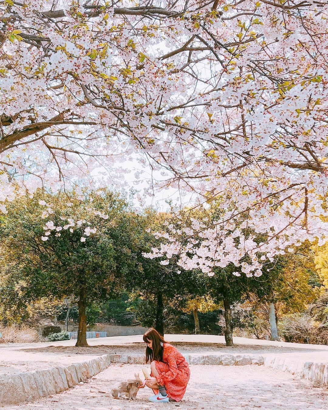 Dao tho Nhat Ban anh 9