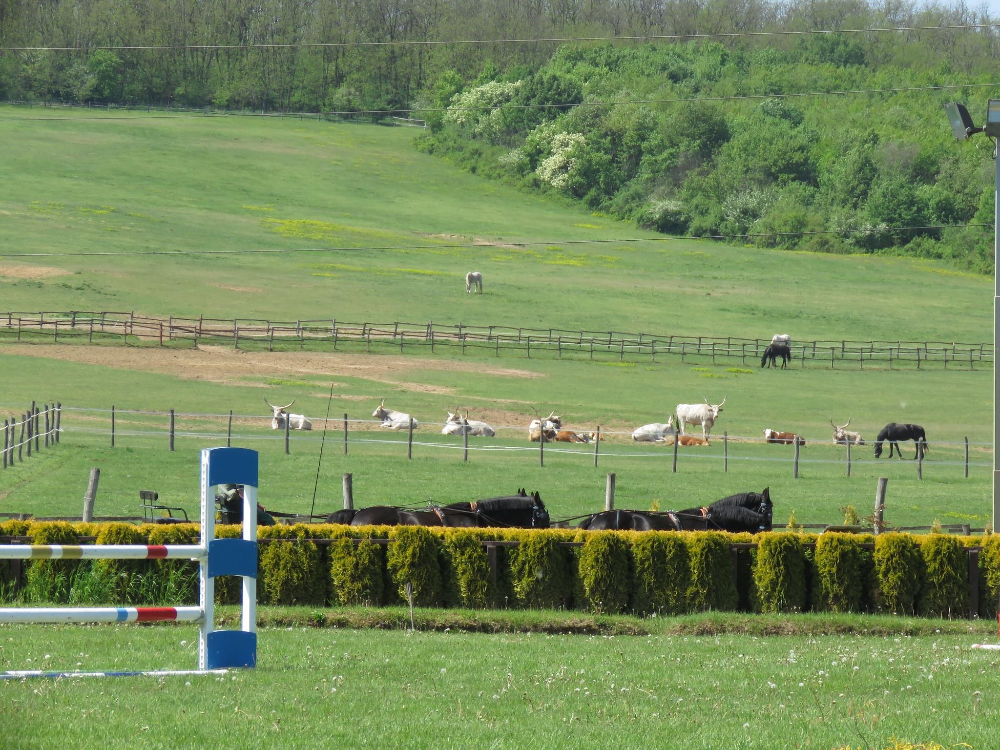 Du lich Hungary anh 10