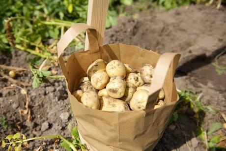 Bi mat loai khoai tay dat nhat the gioi tung co gia ca nghin USD/kg hinh anh