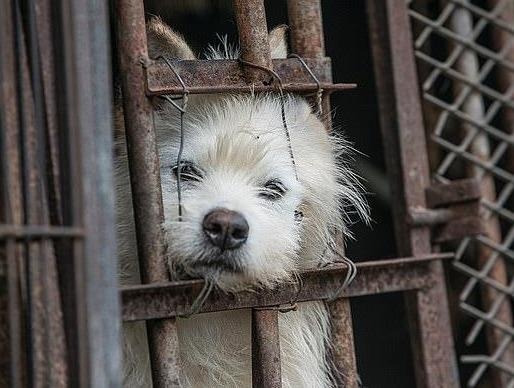 Cho thit cho noi tieng Han Quoc chinh thuc dong cua hinh anh