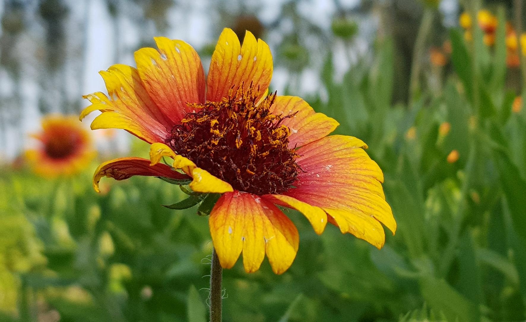 Loai hoa no tren cat o Cua Lo hut du khach toi check-in hinh anh