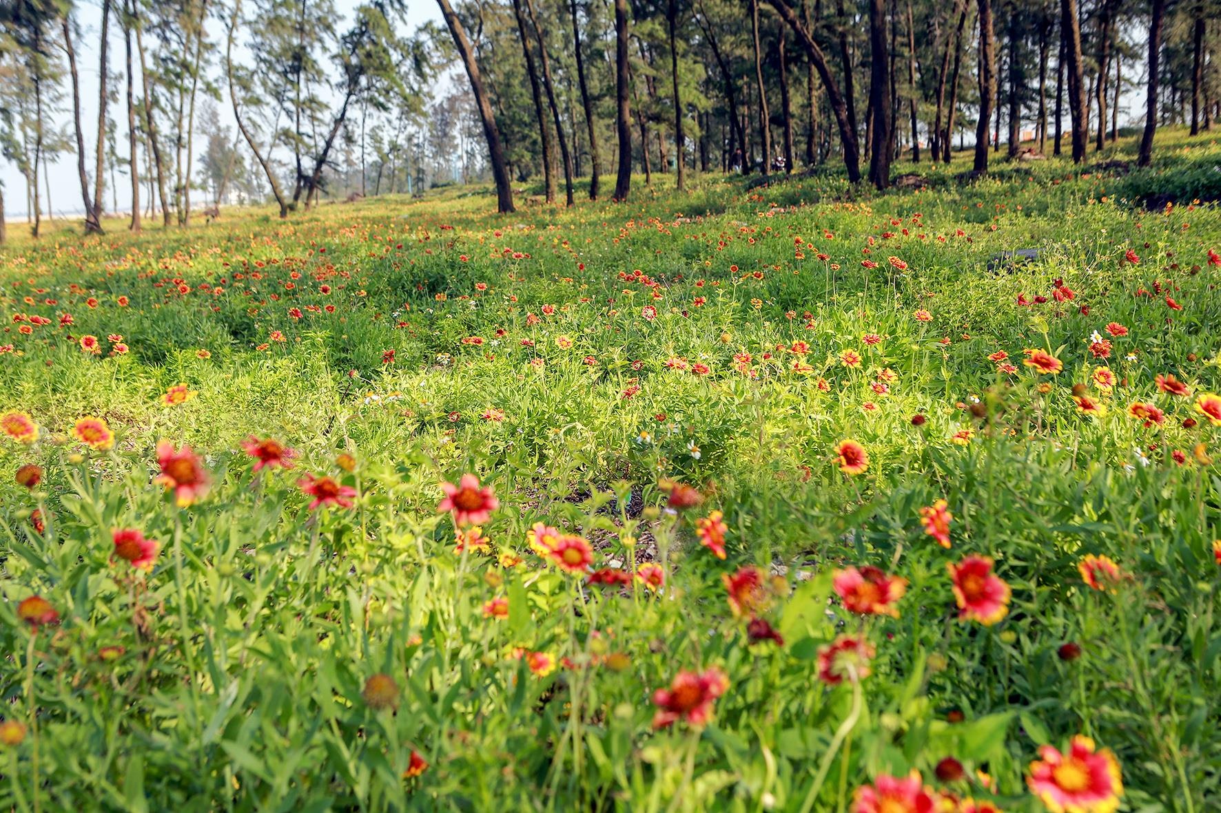 Biển Cửa Lò ảnh 4 Bien Cua Lo anh 4