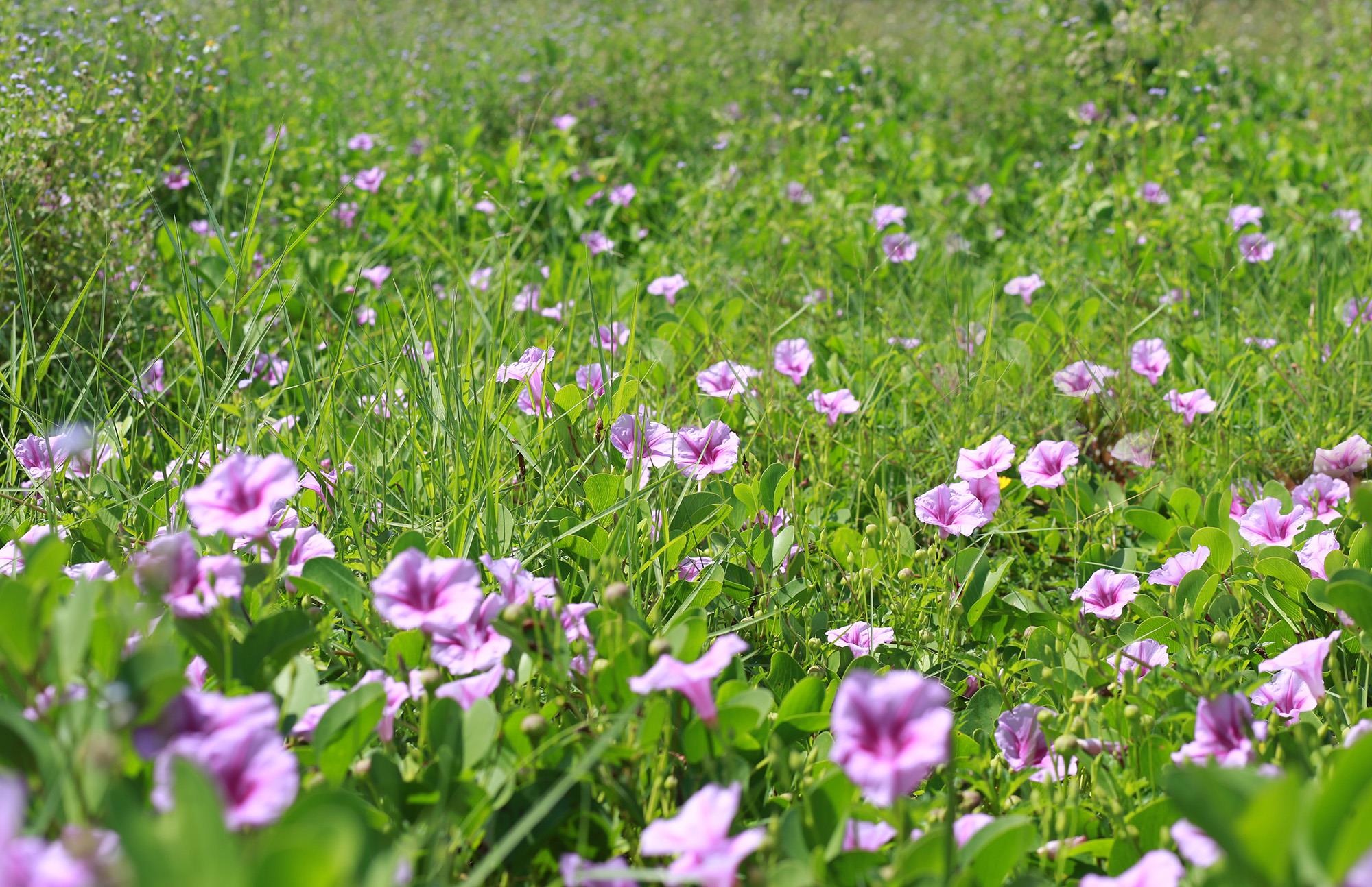 Biển Cửa Lò ảnh 6 Bien Cua Lo anh 6