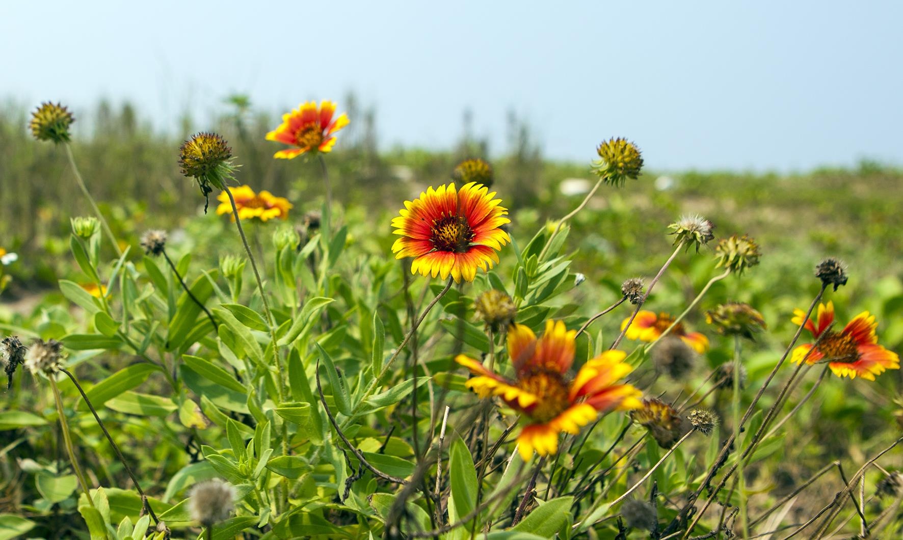 Biển Cửa Lò ảnh 2 Bien Cua Lo anh 2