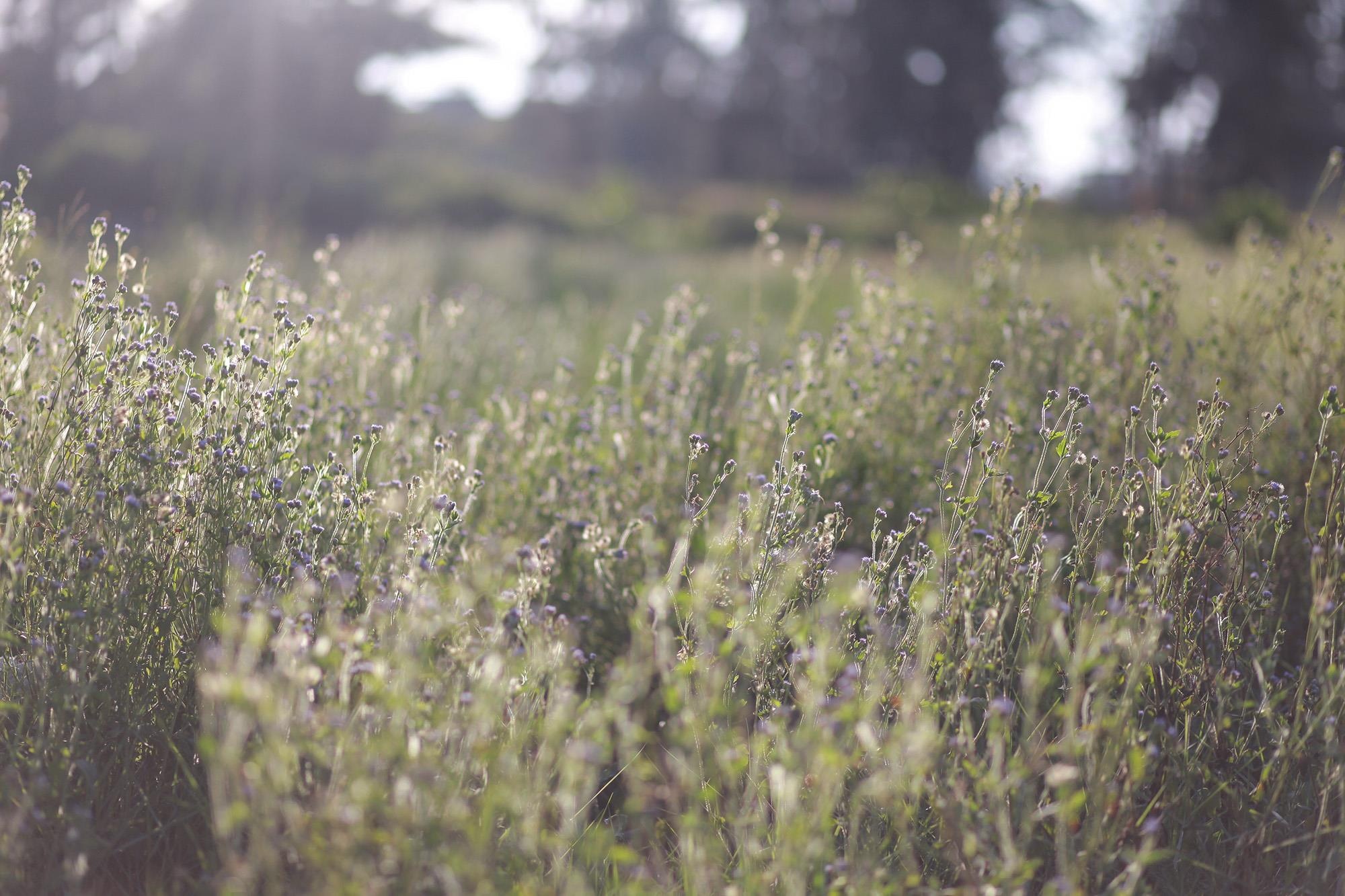 Biển Cửa Lò ảnh 7 Bien Cua Lo anh 7