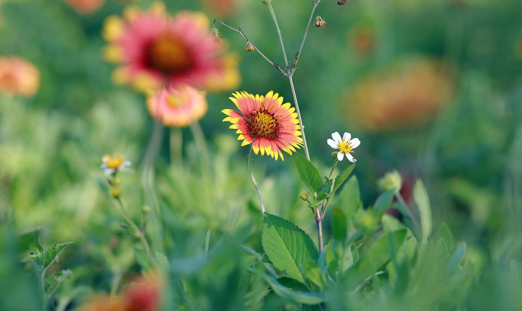 Biển Cửa Lò ảnh 5 Bien Cua Lo anh 5