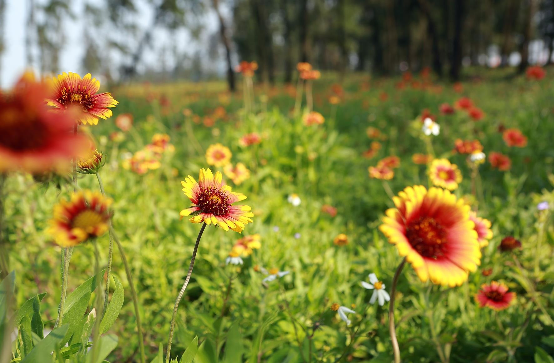 Biển Cửa Lò ảnh 3 Bien Cua Lo anh 3