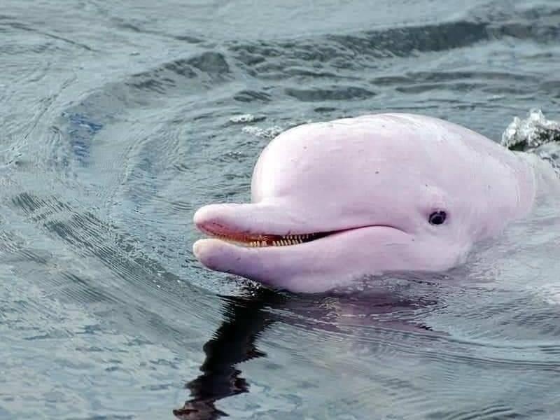 Ca heo hong sieu hiem bat ngo xuat hien tai vung bien Thai Lan hinh anh