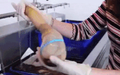 An song oc voi voi khong lo, mon ngon doc dao o My hinh anh