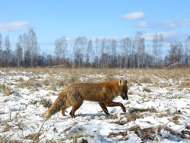 Vi sao he sinh thai o vung nhiem phong xa Chernobyl phat trien tot? hinh anh