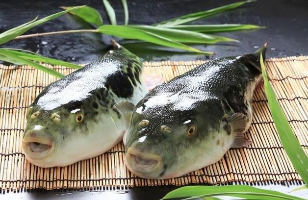 Vi sao ca noc ho cuc doc lai co gia dat do o cac nha hang hang sang? hinh anh