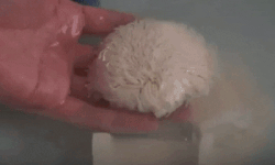 Tia dau thanh hoa, nang tam mon an gia re len nghe thuat am thuc hinh anh