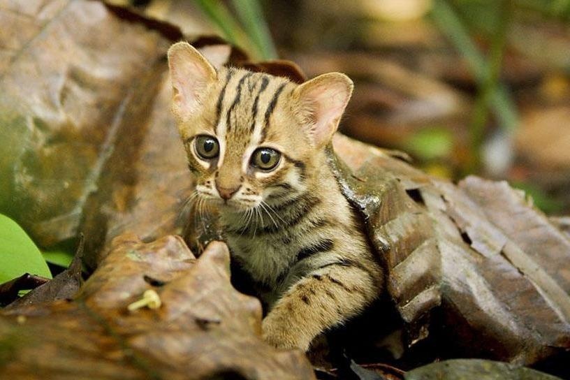 Loai meo nho nhat the gioi so huu ky nang san moi dang gom hinh anh