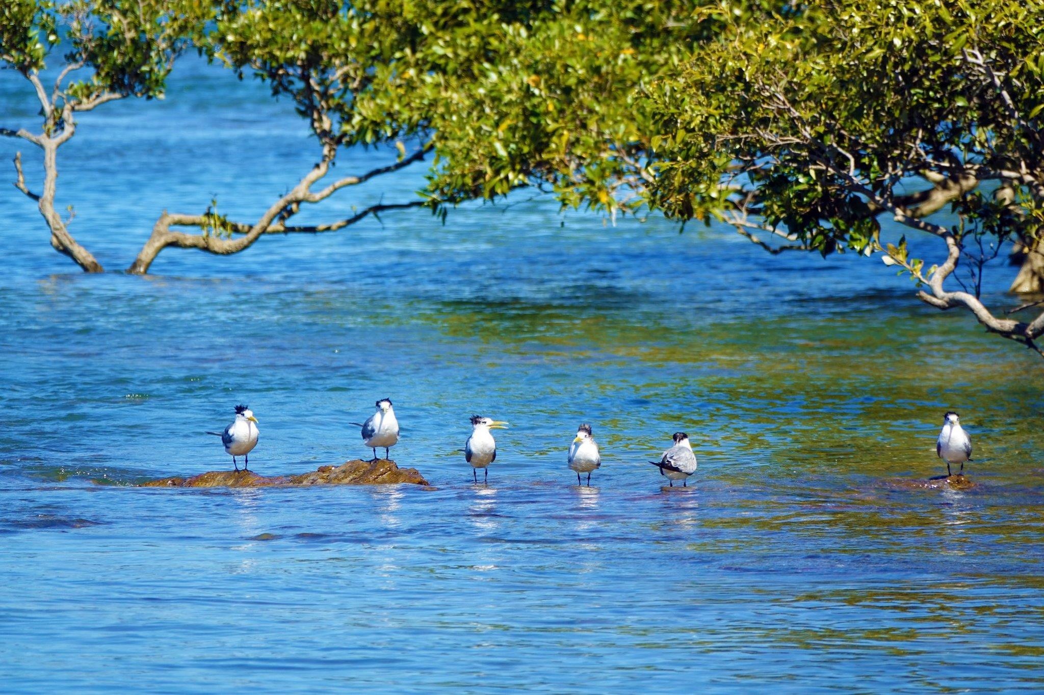 Australia hoang da anh 5