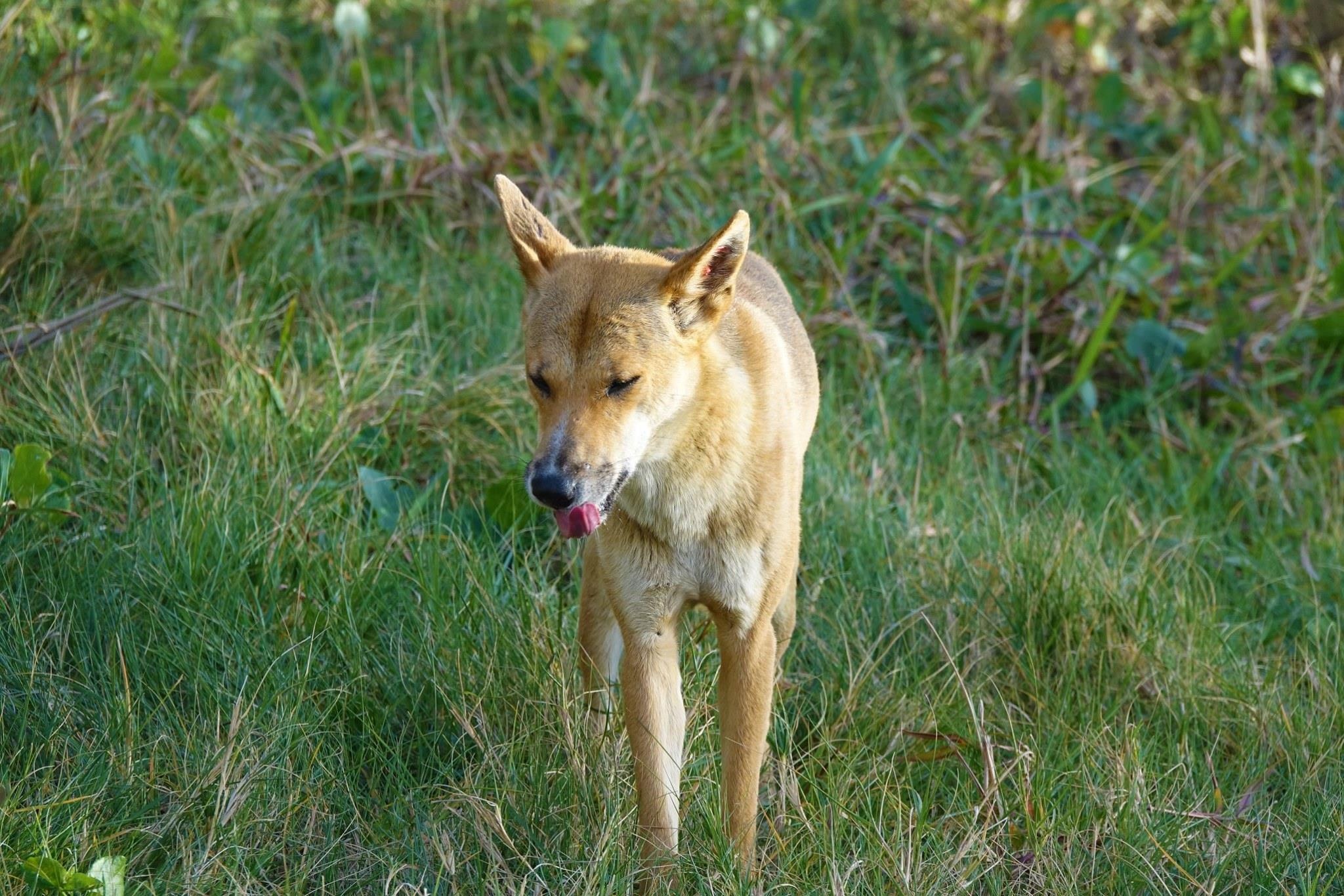 Australia hoang da anh 8
